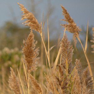 Meet your Posher, Chanchi